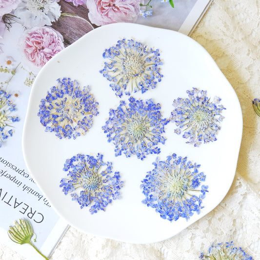 50 Pcs Real Pressed Dried Lace Flowers