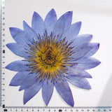 Load image into Gallery viewer, Real Dried Pressed Purple Water Lily Flower