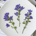 8-10cm 50pcs