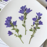 Load image into Gallery viewer, Real Dried Pressed Bellflowers for DIY Crafts