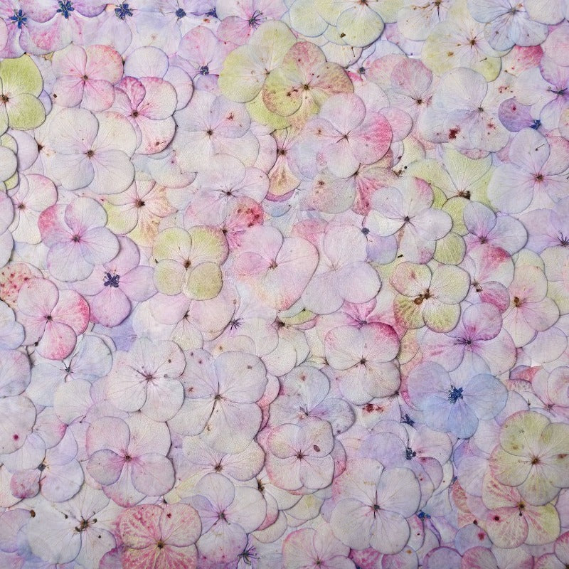 Dried Pressed Watercolor Hydrangea Petals