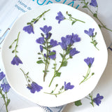 Load image into Gallery viewer, Real Dried Pressed Bellflowers for DIY Crafts