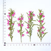 (10-12cm) 50pcs