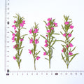 (10-12cm) 50pcs