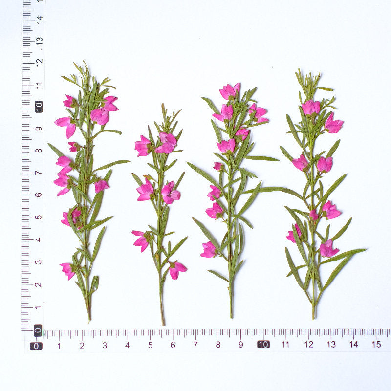 Real Dried Pressed Pink Flower Stems