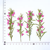 Load image into Gallery viewer, Real Dried Pressed Pink Flower Stems