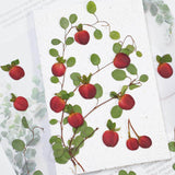 Load image into Gallery viewer, Real Dried Pressed Mini Red Apples