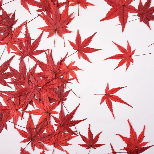 50 Pcs Vibrant Dyed Pressed Maple Leaves
