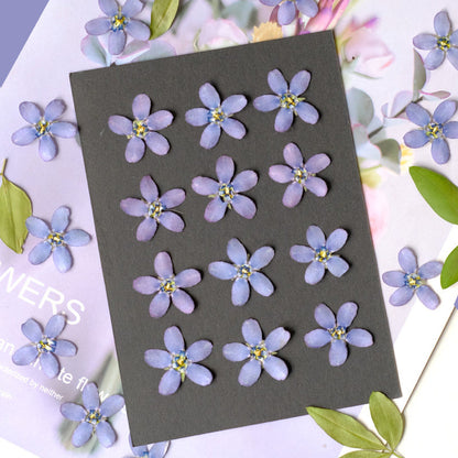 Real Dried Pressed Bluestar Flowers