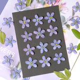 Load image into Gallery viewer, Real Dried Pressed Bluestar Flowers