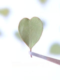 Load image into Gallery viewer, 50 Pcs Dried Pressed Heart-shaped Eucalyptus Leaves