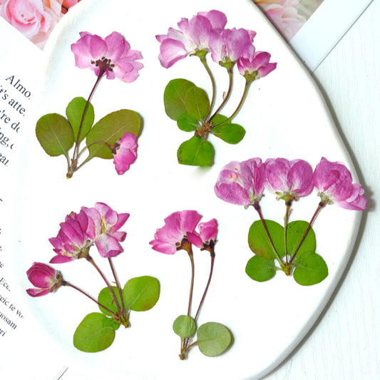 60 Pcs Real Pressed Dried Crabapple Blossoms