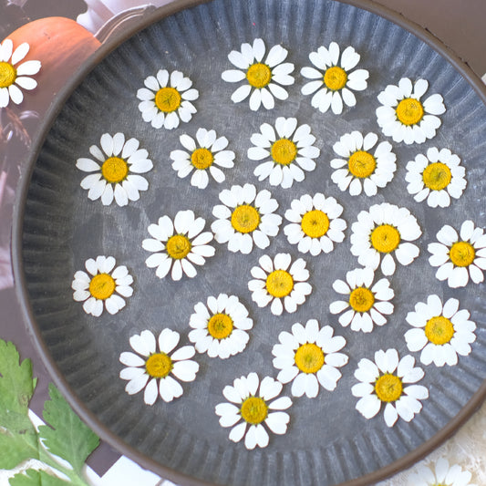 60 Pcs Real Dried Pressed Daisy Flowers