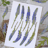 Load image into Gallery viewer, 30 Pcs Real Dried Pressed Blue Salvia Flowers