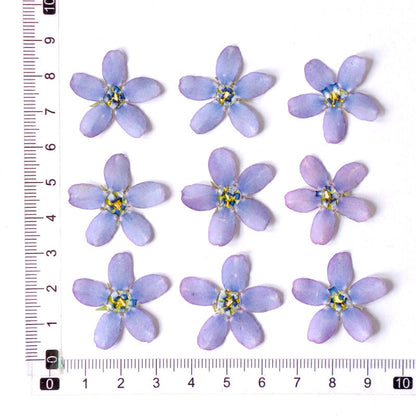 Real Dried Pressed Bluestar Flowers