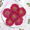 50pcs B