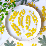 Load image into Gallery viewer, 50 Pcs Pressed Dried Golden Wattle Flowers