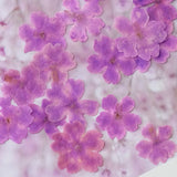 Load image into Gallery viewer, 50 Pcs Real Dried Pressed Small Sakura Blossoms