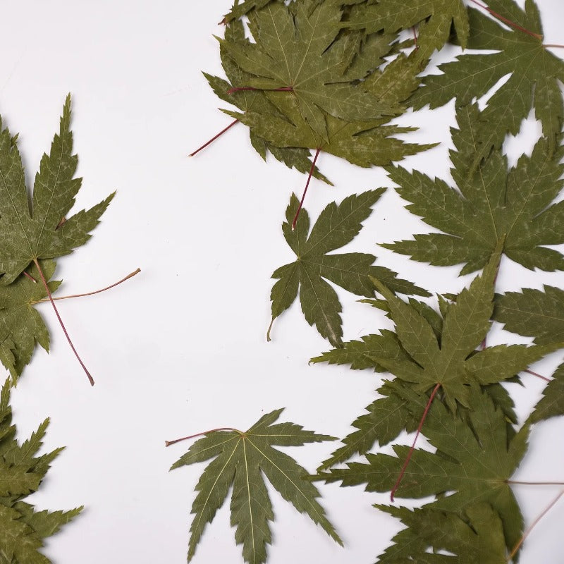 50 Pcs Vibrant Dyed Pressed Maple Leaves