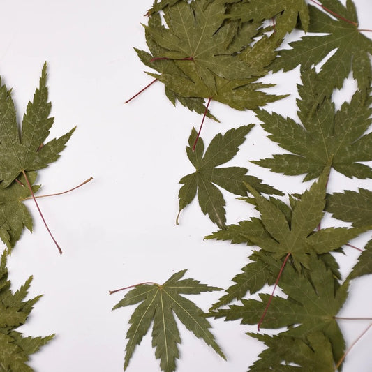 50 Pcs Vibrant Dyed Pressed Maple Leaves