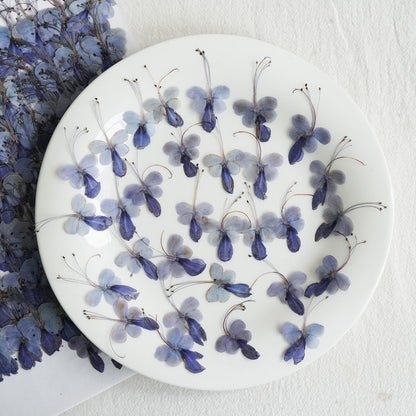 Real Dried Pressed Blue Butterfly Flowers
