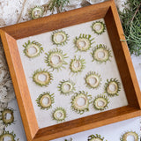 Load image into Gallery viewer, Whimsical Sun-Shaped Pressed Stem Slices