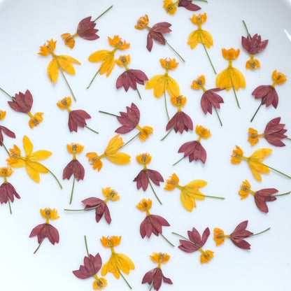 30 fleurs séchées pressées « fées dansantes »