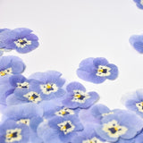 Load image into Gallery viewer, 50 Pcs Dried Pressed Blue Pansy Flowers