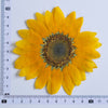 (6-9cm) 10pcs