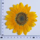 Load image into Gallery viewer, 10 Pcs Large Real Dried Pressed Sunflowers