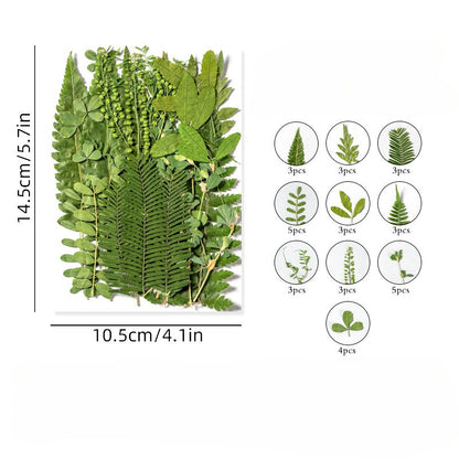 35 Pcs Assorted Dried Pressed Green Leaves