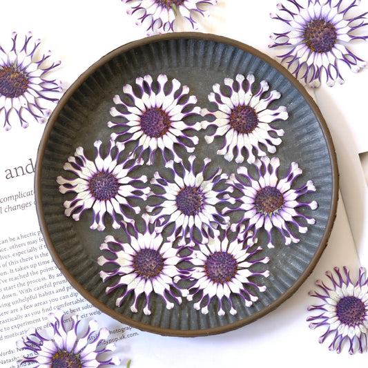 Real Dried Pressed African Daisies