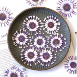 Load image into Gallery viewer, Real Dried Pressed African Daisies