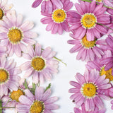 Load image into Gallery viewer, 30 Pcs Real Dried Pressed Marguerite Daisies
