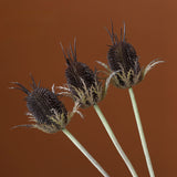 Load image into Gallery viewer, Artificial Banksia Integrifolia Stems Pack 3