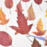 Load image into Gallery viewer, 30 Pcs Real Dried Pressed Autumn Leaves