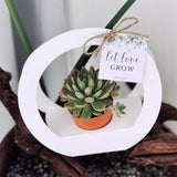 Load image into Gallery viewer, Mini Succulent Plant Packaging Gift Box Pack 20