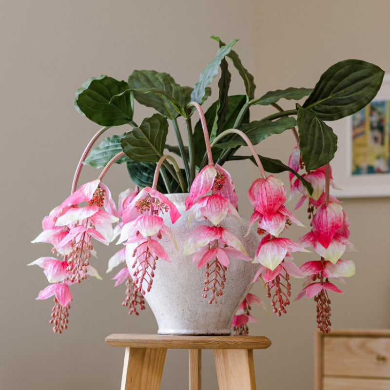 Artificial Medinilla Magnifica Plant