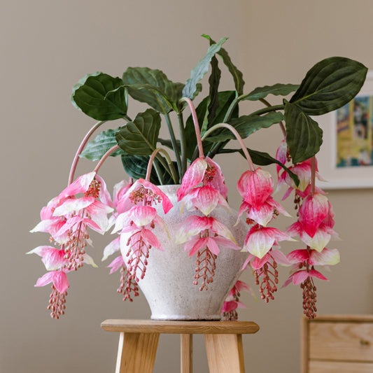 Artificial Medinilla Magnifica Plant