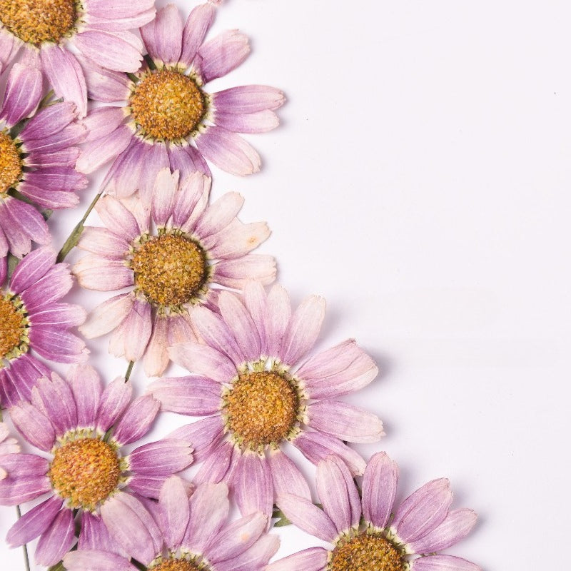 30 Pcs Real Dried Pressed Marguerite Daisies