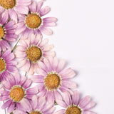 Load image into Gallery viewer, 30 Pcs Real Dried Pressed Marguerite Daisies
