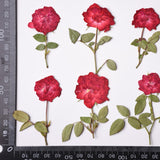 Load image into Gallery viewer, 6 Pcs Dried Pressed Red Roses for Resin Arts