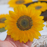 Load image into Gallery viewer, 10 Pcs Large Real Dried Pressed Sunflowers