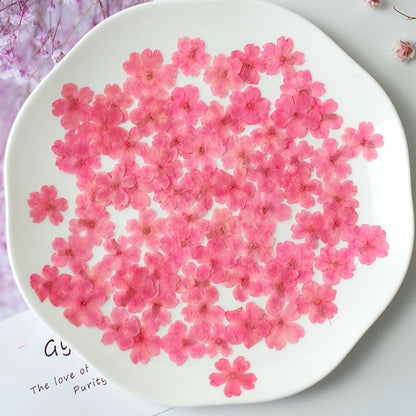 50 Pcs Real Dried Pressed Small Sakura Blossoms