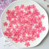 Load image into Gallery viewer, 50 Pcs Real Dried Pressed Small Sakura Blossoms