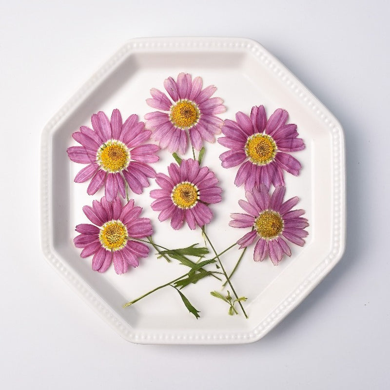 30 Pcs Real Dried Pressed Marguerite Daisies