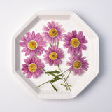 Load image into Gallery viewer, 30 Pcs Real Dried Pressed Marguerite Daisies