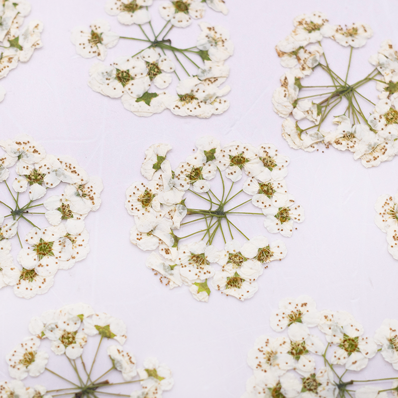 Real Dried Delicate White Pressed Flowers