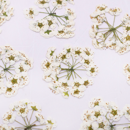 Real Dried Delicate White Pressed Flowers