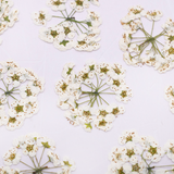 Load image into Gallery viewer, Real Dried Delicate White Pressed Flowers